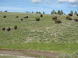 bisons also called buffalos