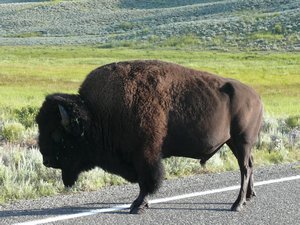 Bull bison