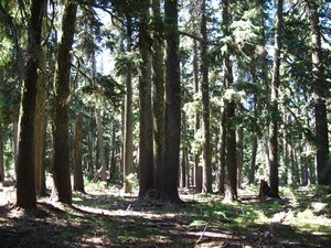 Ponderosa Pines