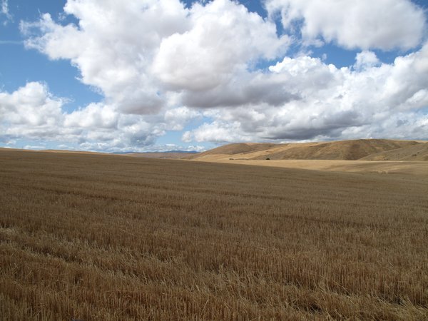 Wheat field in Dufur