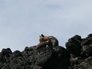 Wild life in Lava field