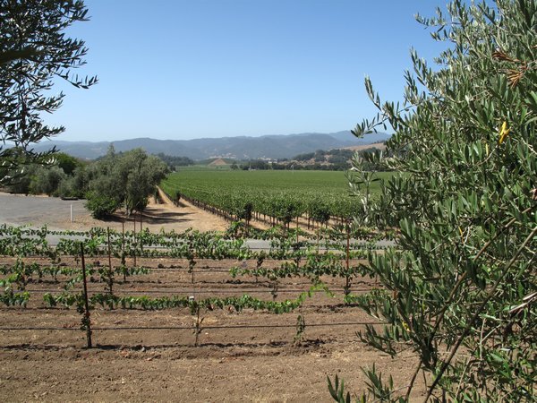 Olive trees and vineyards