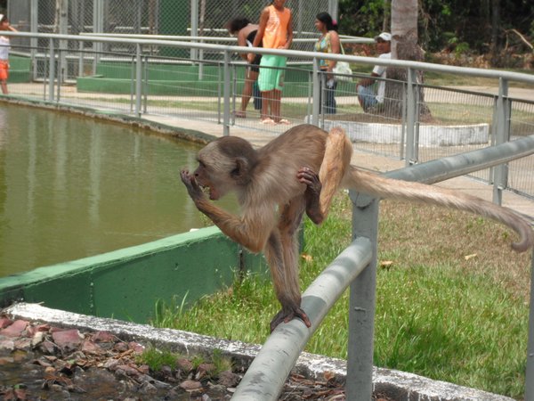 Escaped monkey
