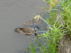 Duck escaping the crocodiles