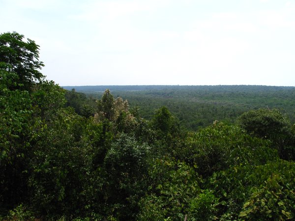 View of the forest