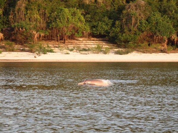 Rio Urubu - Pink dolphins