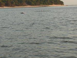 Rio Urubu - Dolphins