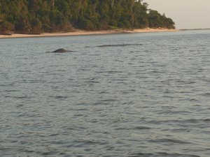 Rio Urubu -Dolphins