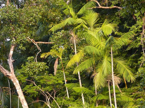 Asai Palm tree