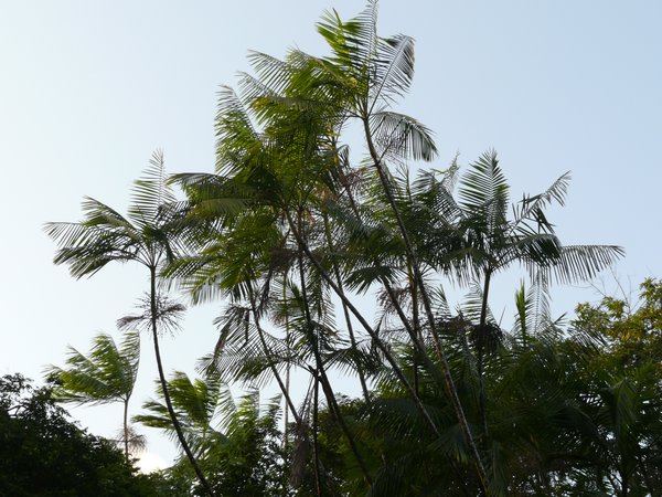 Asai palm trees