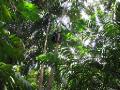 Climbing a coconut tree