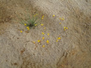 Flowers in the sand