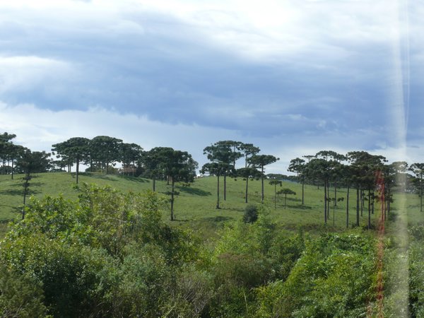 012 A group of Brazilian Pine Trees