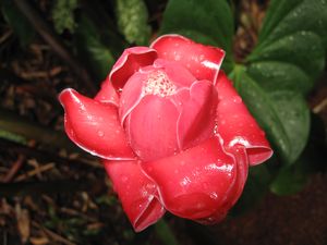 064 porceleine rose