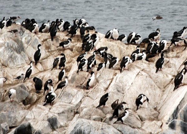 La colonia dei cormorani