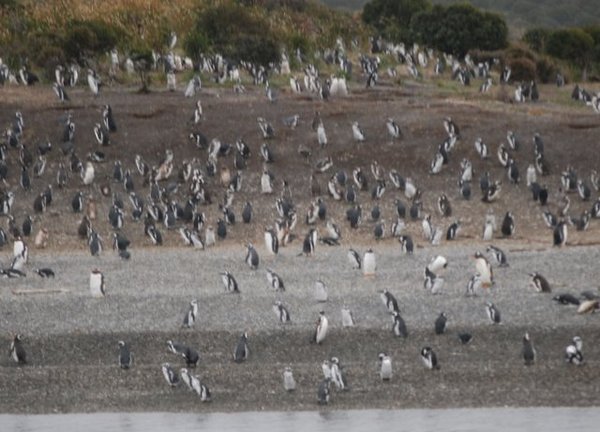 La colonia dei pinguini