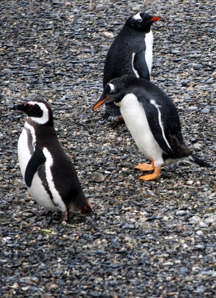 Pinguini Papua e Magellanici