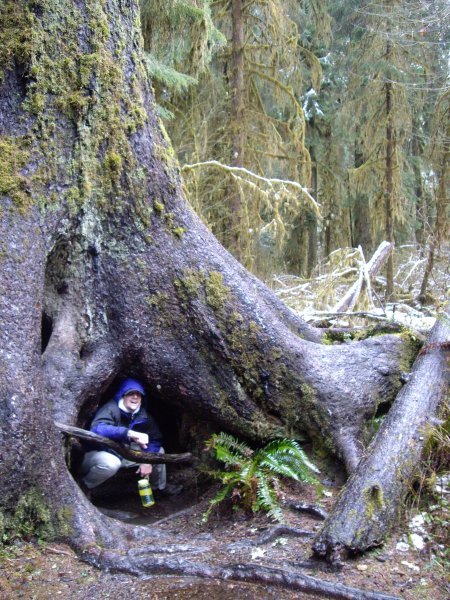 Tree shelter