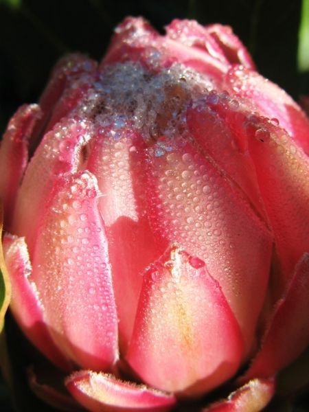 Protea Nectar