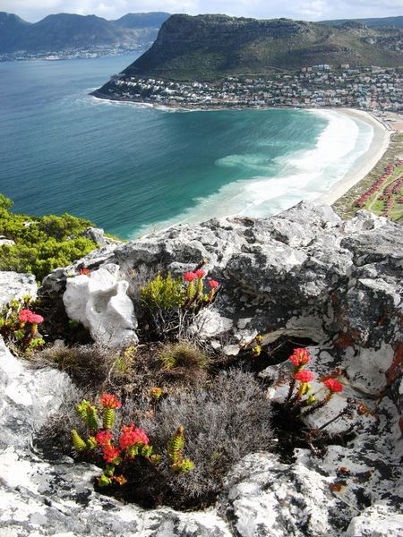 Fynbos-foreground Beach-background