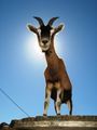 Shalom, the celebrity goat