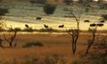 Wildebeest in the Kalahari