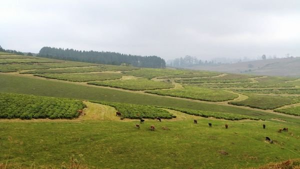 Tea estates of Pondoland