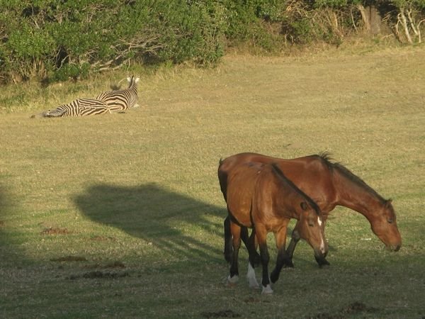 Striped horses and brown zebras