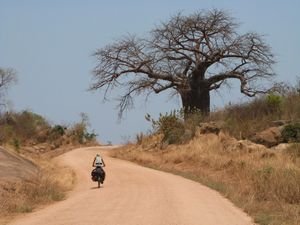 Further down on Baobab Avenue