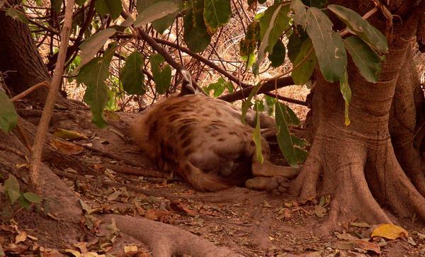 Lazy hyena