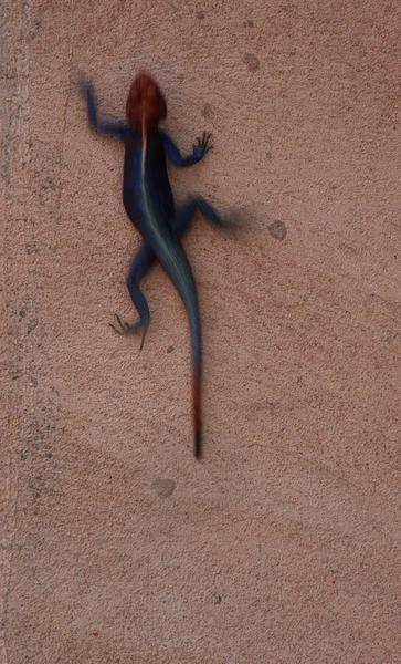 Blue headed lizard