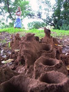 Termitemounds under construction