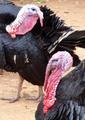 Turkey in Togo