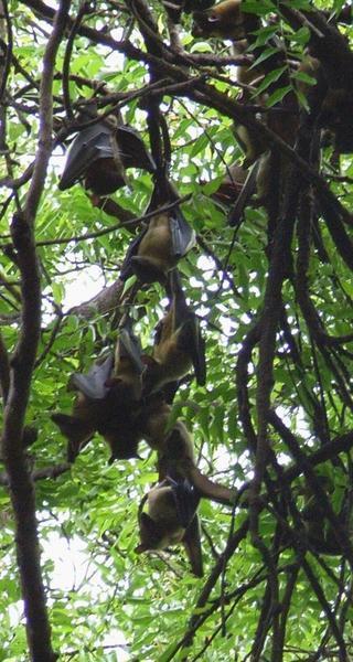 A cluster of Bats
