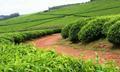 Highland tea plantation