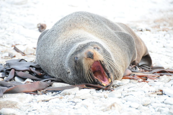 Yawning Seal