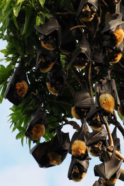 Tree Full of Flying Foxes