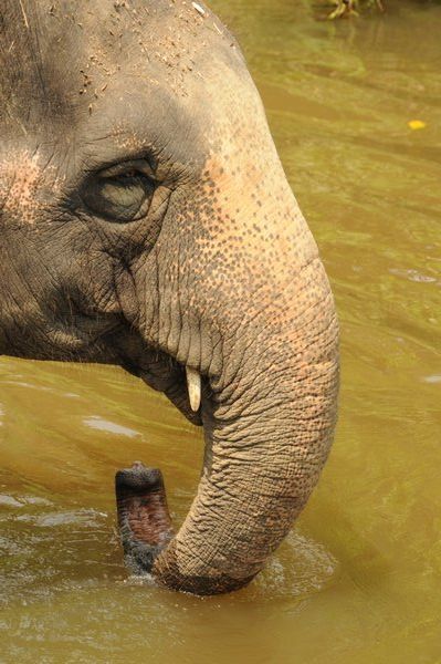 Elephant Having a Bath