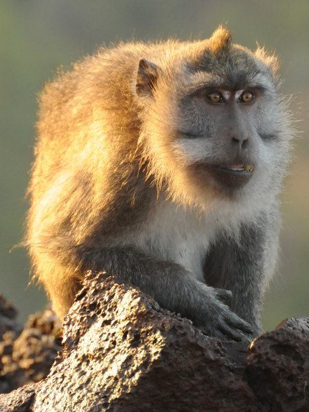 Monkey up Mt Batur