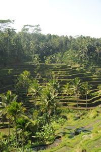 Rice terraces on the way back to Ubud