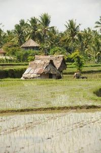 Walking through the rice fields