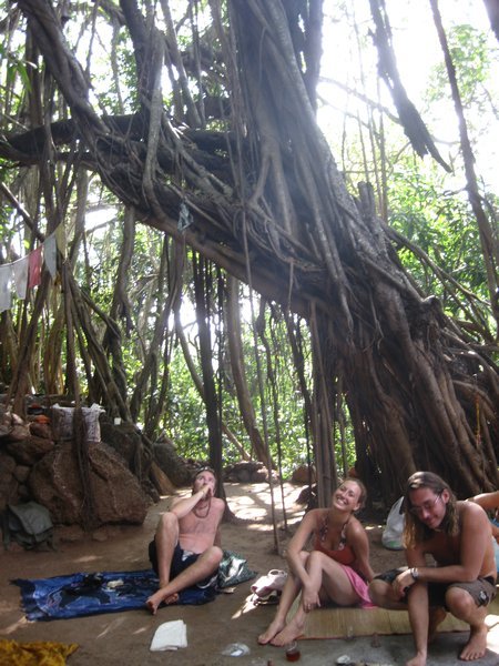 The Banyan Tree- Arambol