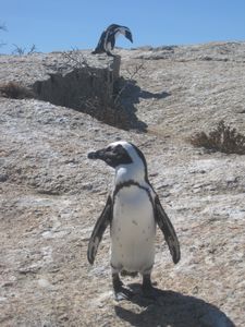 Penguins- Boulder Beach