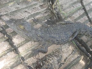 Croc in the yard- Monkey Bay