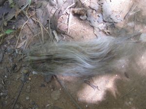 Hairy Animal- Malawi