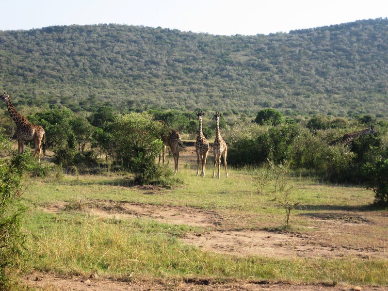 Twin Giraffes- Masai Mara, Kenya
