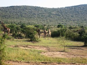 Twin Giraffes- Masai Mara, Kenya