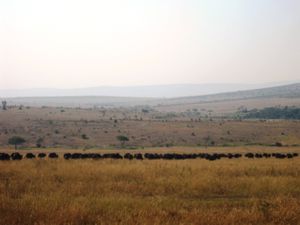 The Great Migration- Masai Mara, Kenya