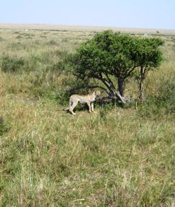 Cheetah- Masai Mara, Kenya