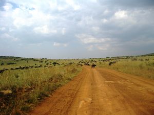 Buffalo Crossing the Road-Masai Mara, Kenya